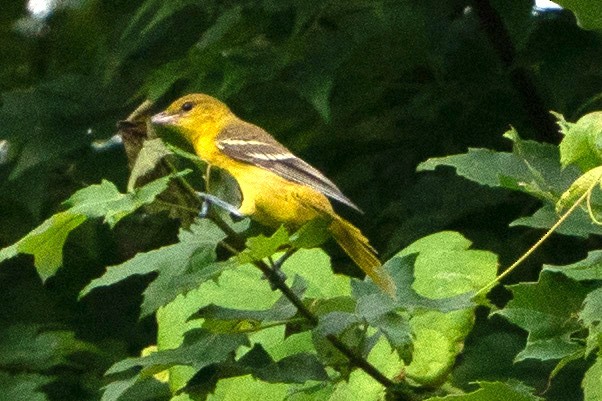 Orchard Oriole - ML597096201