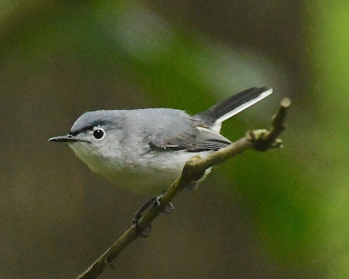 Blue-gray Gnatcatcher - ML597097011