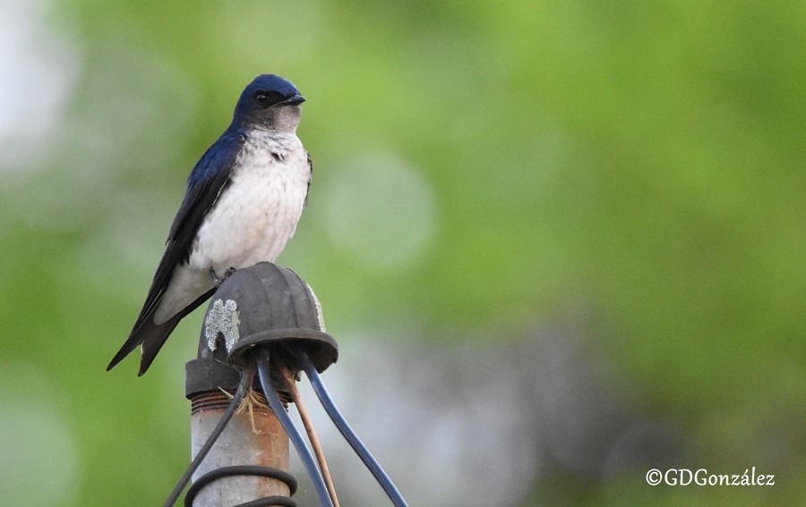 Gray-breasted Martin - GUSTAVO DANIEL GONZÁLEZ