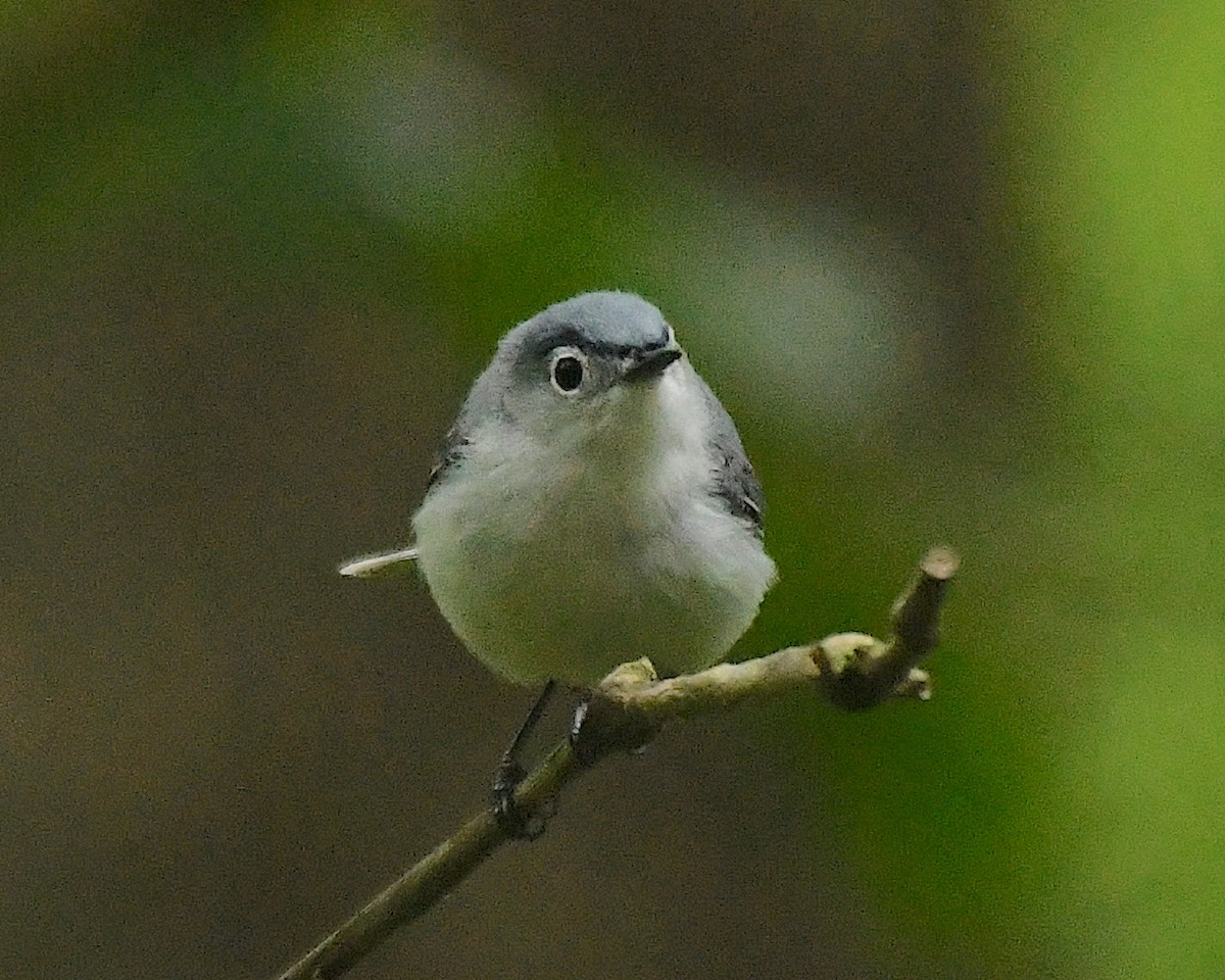 Blue-gray Gnatcatcher - ML597097491