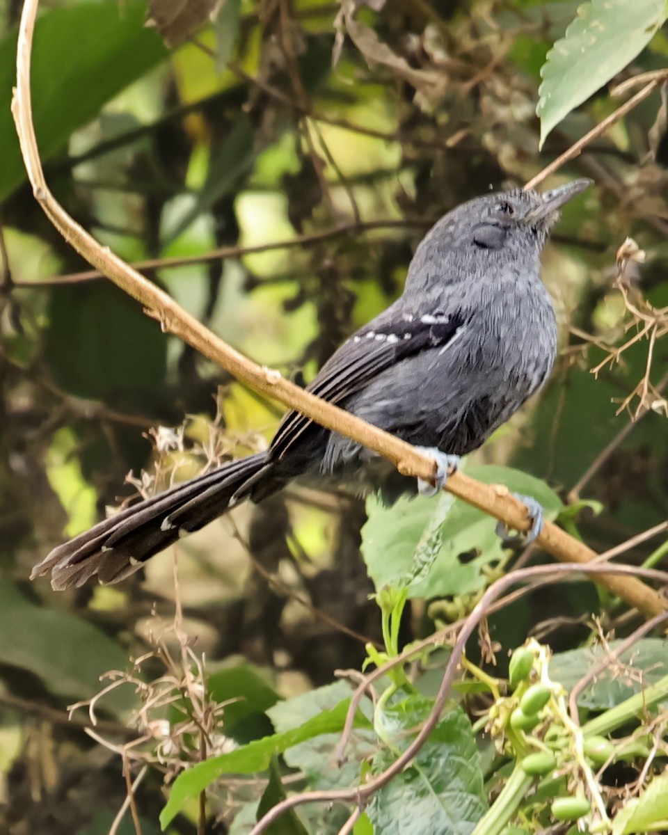 Rio de Janeiro Antbird - ML597097741