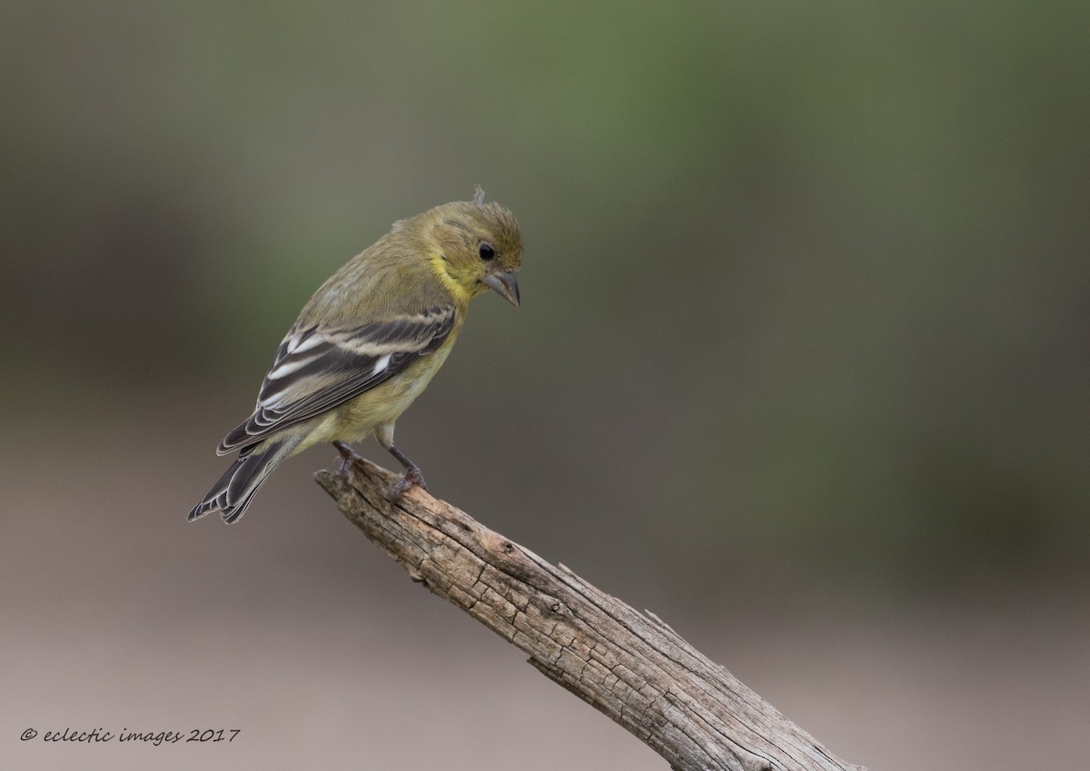 Lesser Goldfinch - ML59709781