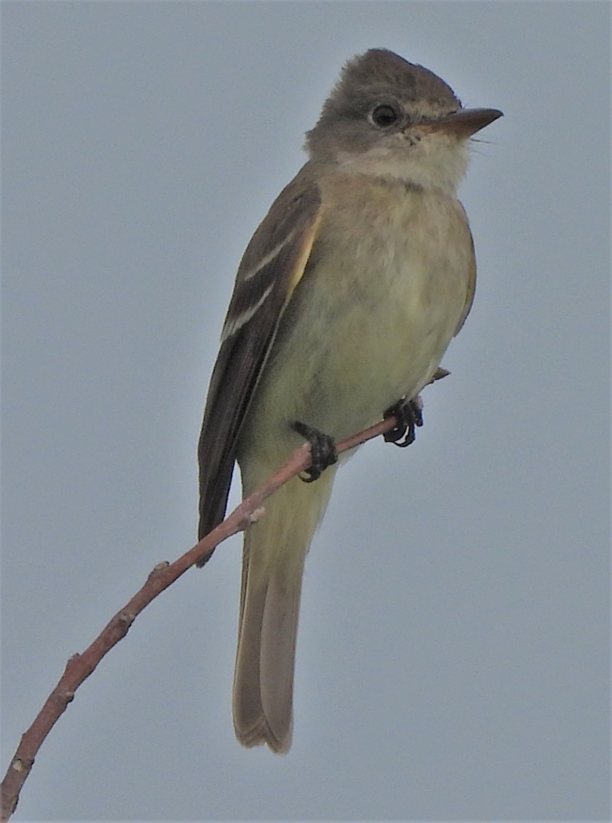 Willow Flycatcher - ML597097861