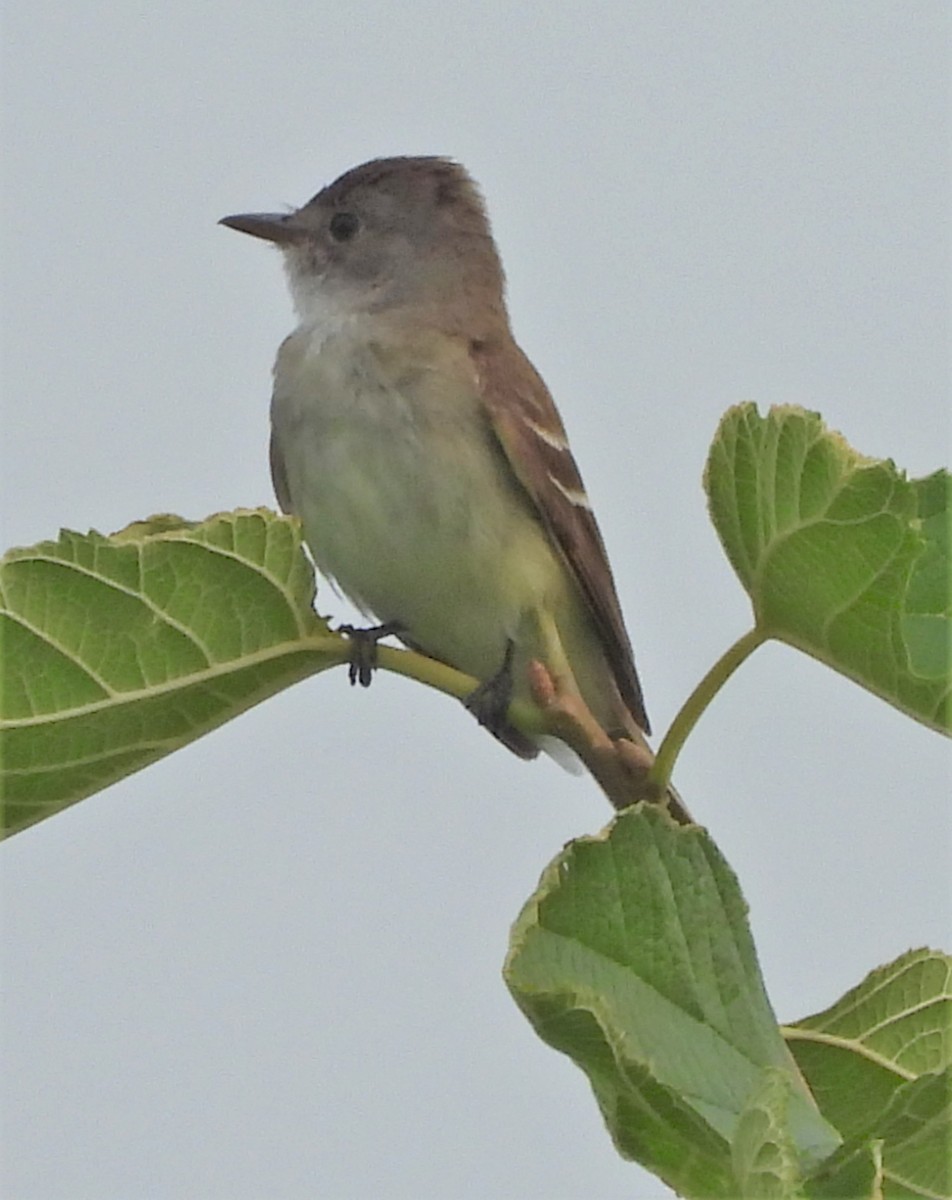 Willow Flycatcher - ML597097881