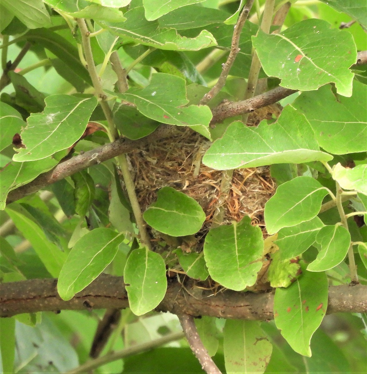 Willow Flycatcher - ML597097901