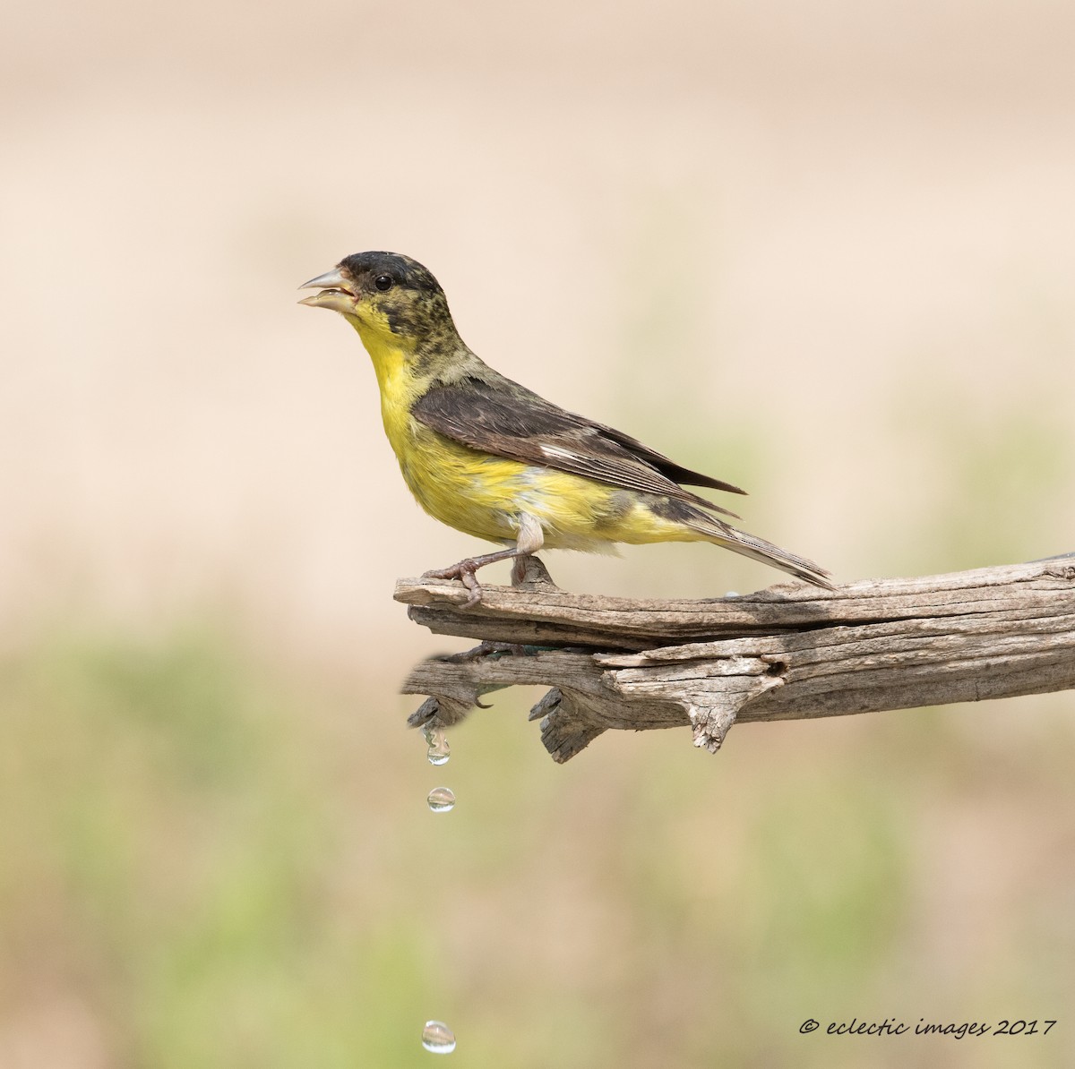 Lesser Goldfinch - ML59709821