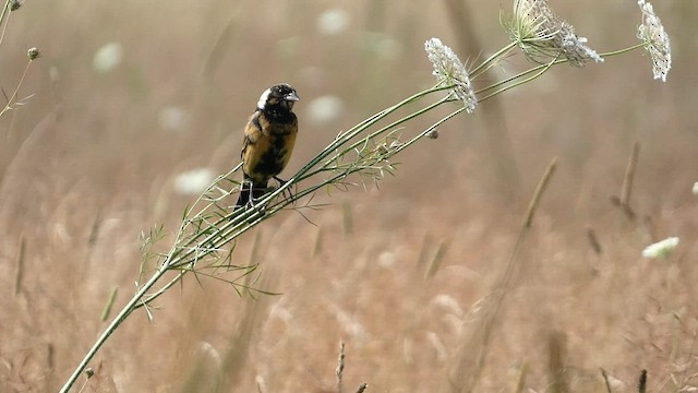 bobolink americký - ML597098701