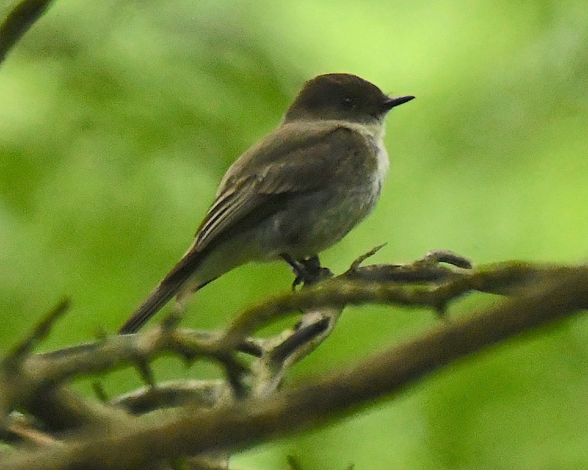 Eastern Phoebe - ML597099221