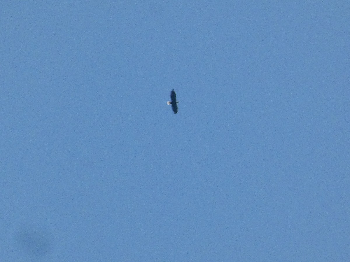 Bald Eagle - ML597099421