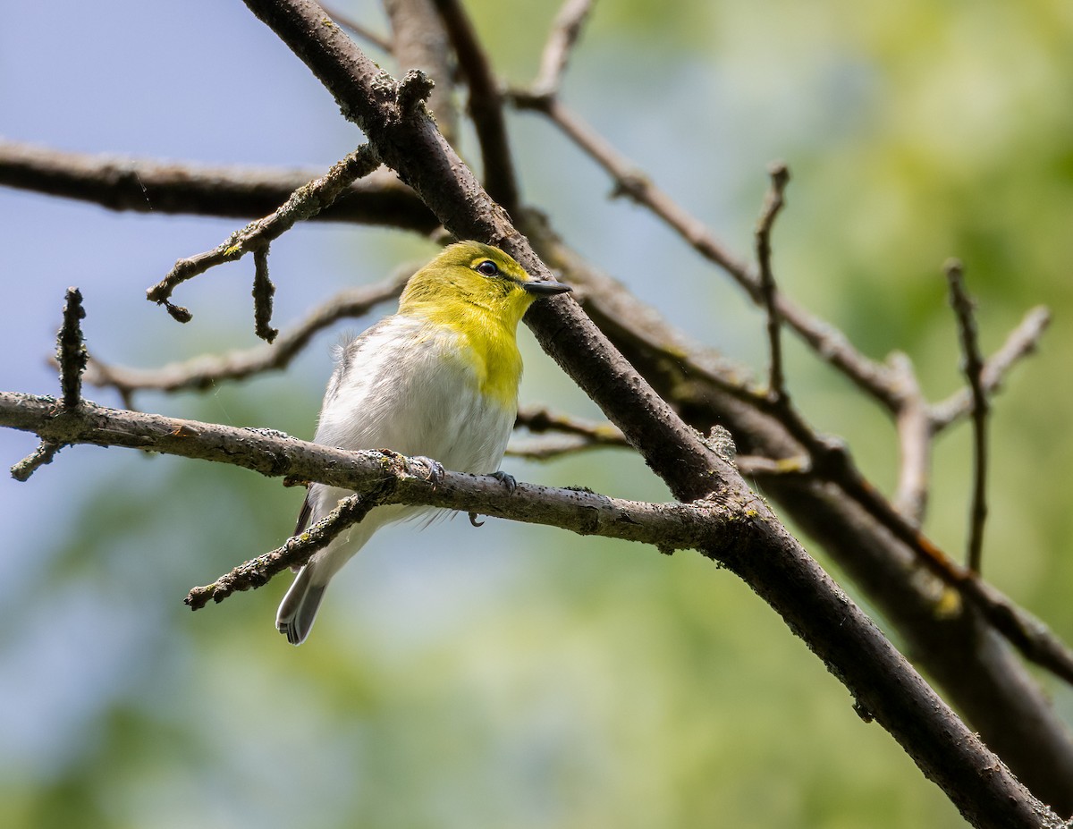 Yellow-throated Vireo - ML597099471