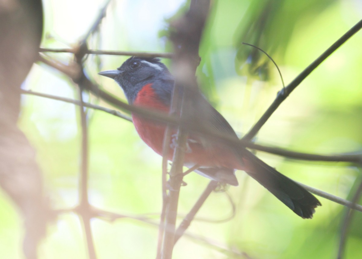 Gray-throated Chat - ML597099531