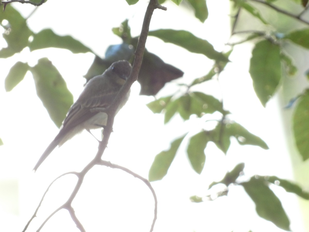 Eastern Phoebe - ML597099661