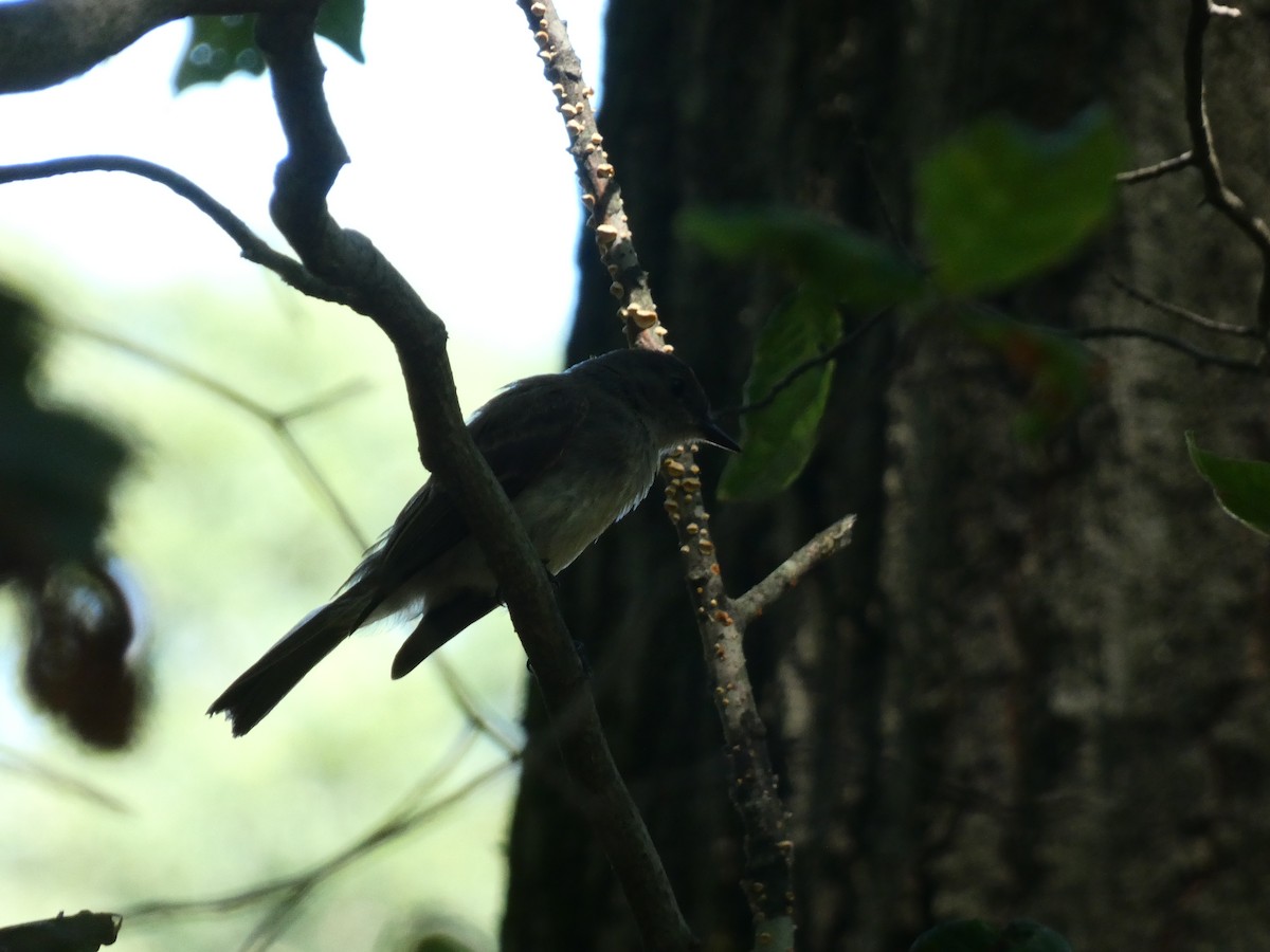 Eastern Phoebe - ML597099671