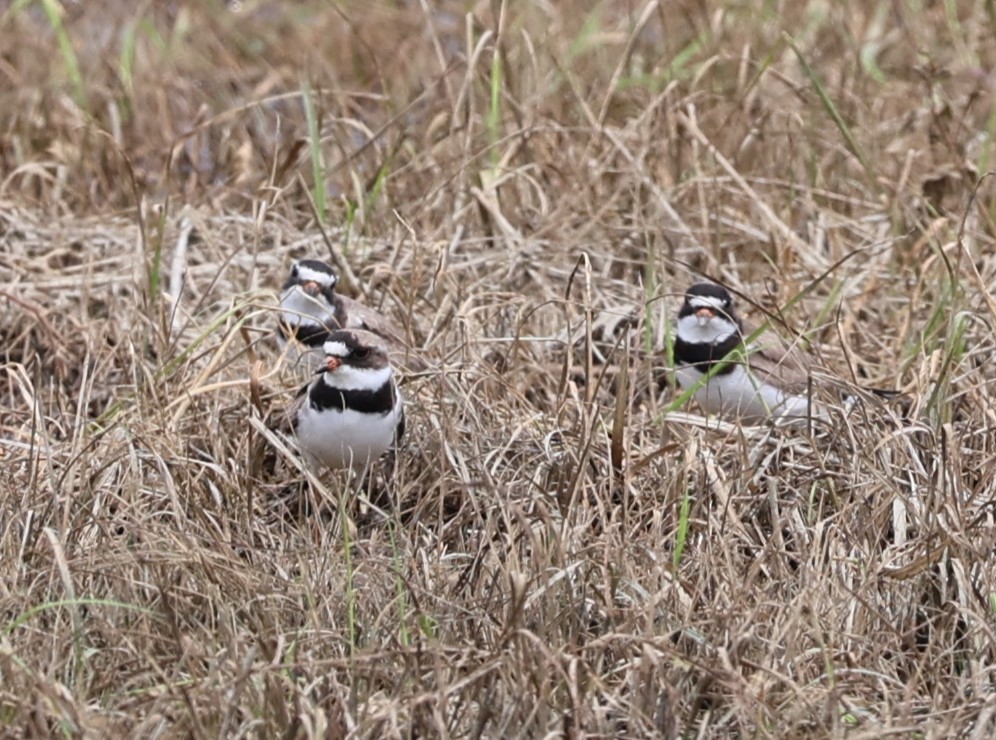 Semipalmated Plover - ML597100051