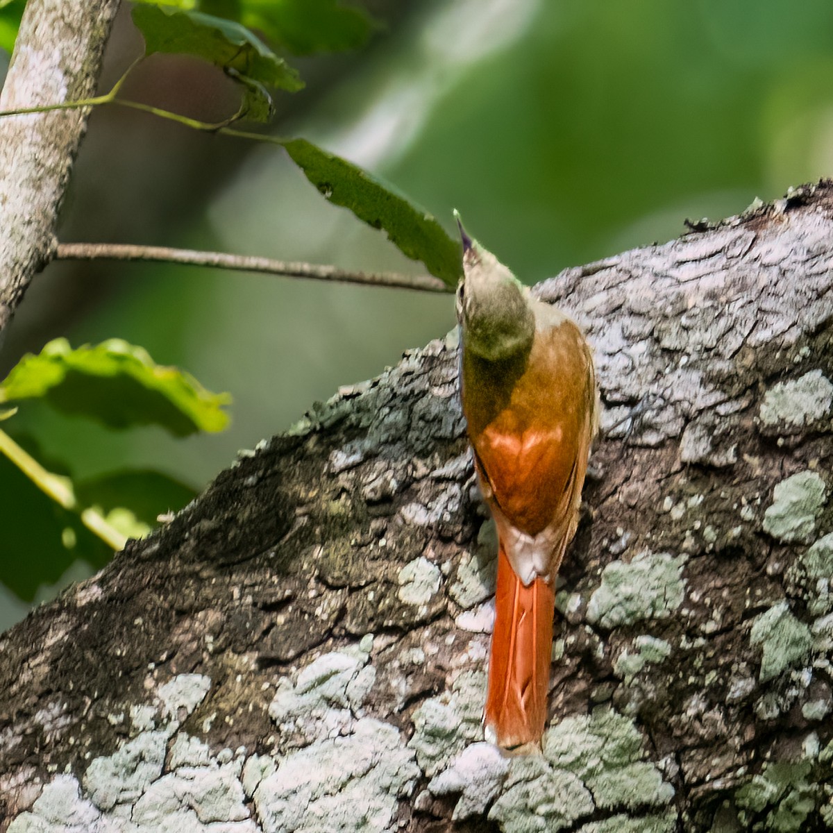 Olivaceous Woodcreeper - james poling