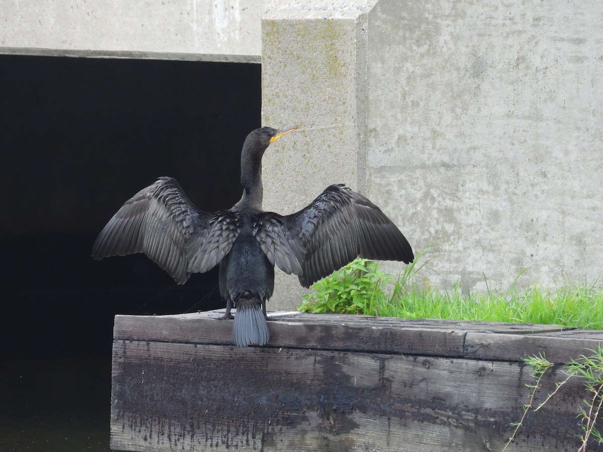 Double-crested Cormorant - ML597100761