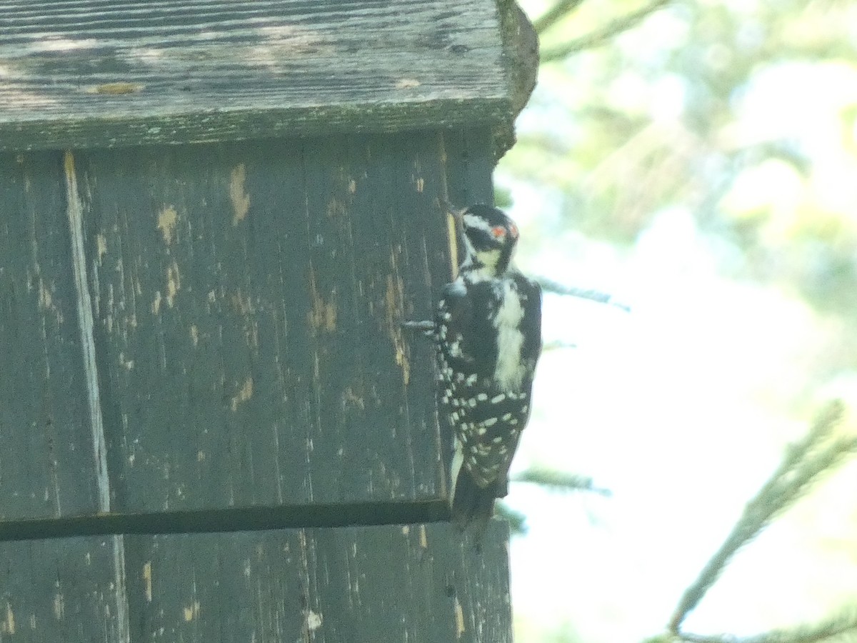 Downy Woodpecker - ML597100931