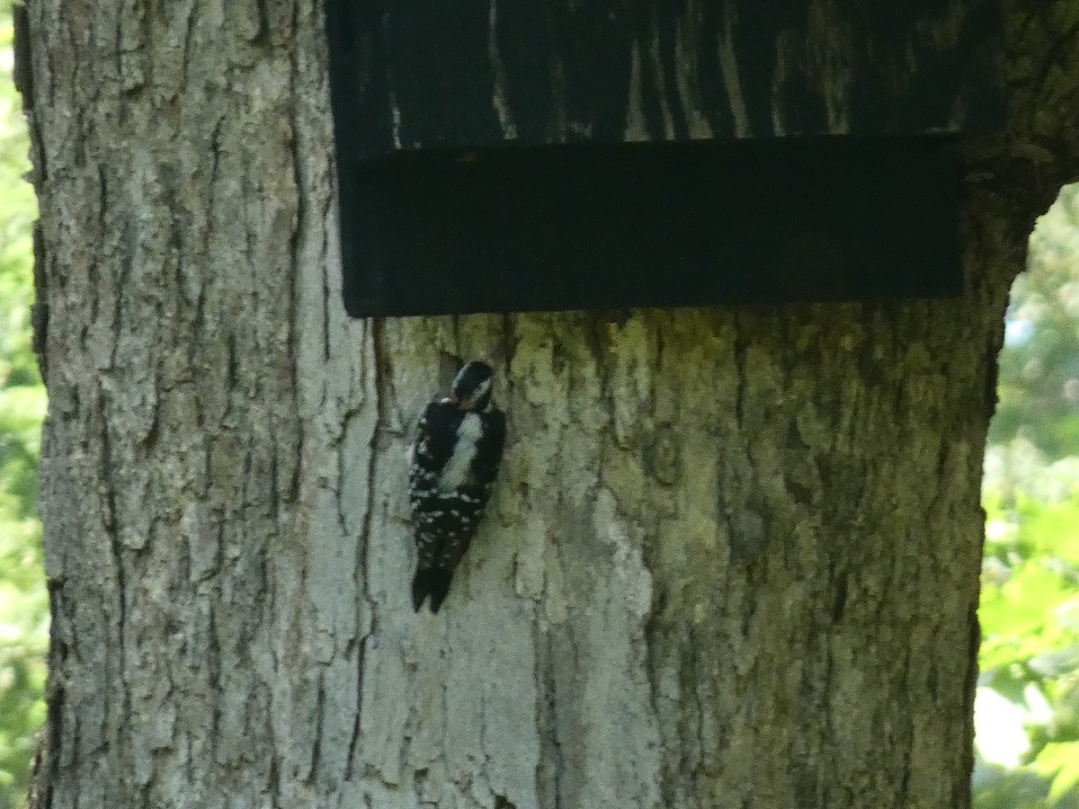 Downy Woodpecker - ML597100941