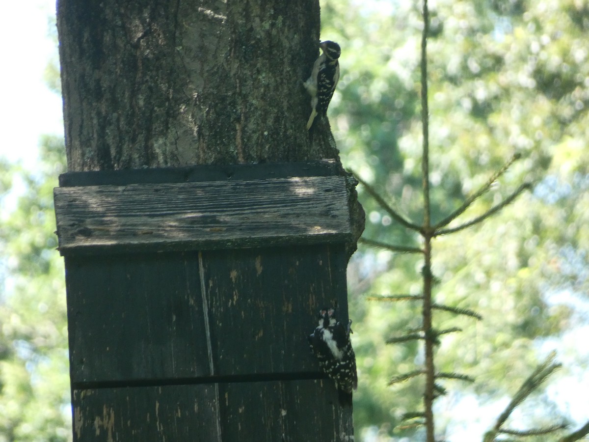 Downy Woodpecker - ML597100951