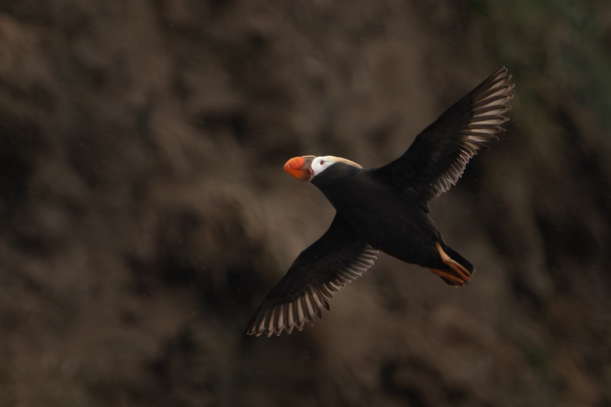 Tufted Puffin - ML597101111