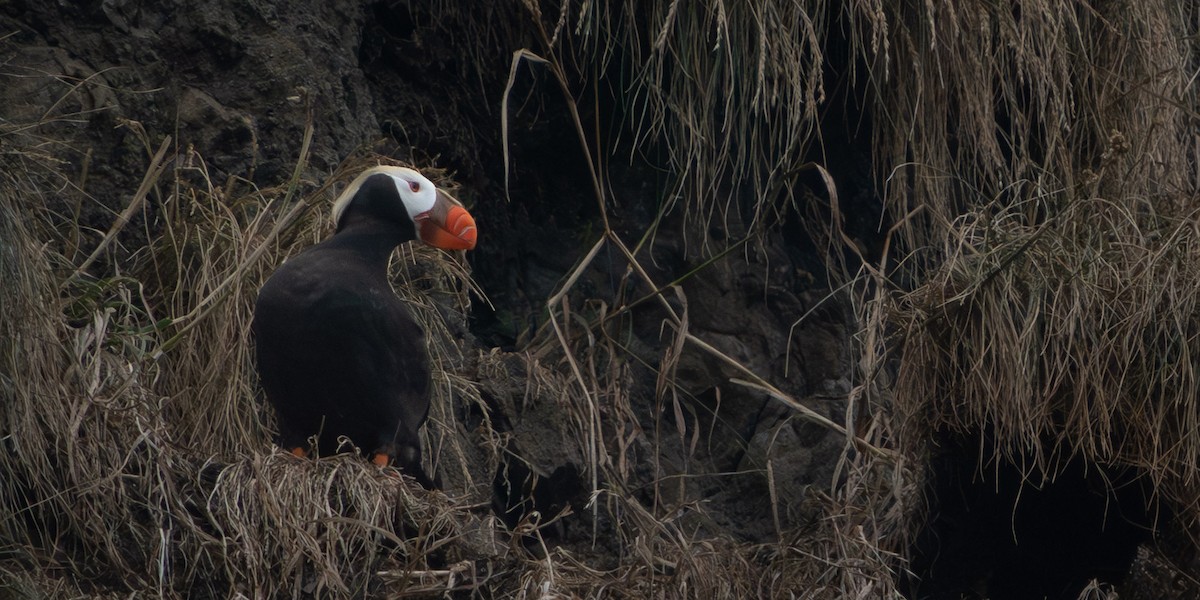 Tufted Puffin - ML597101121