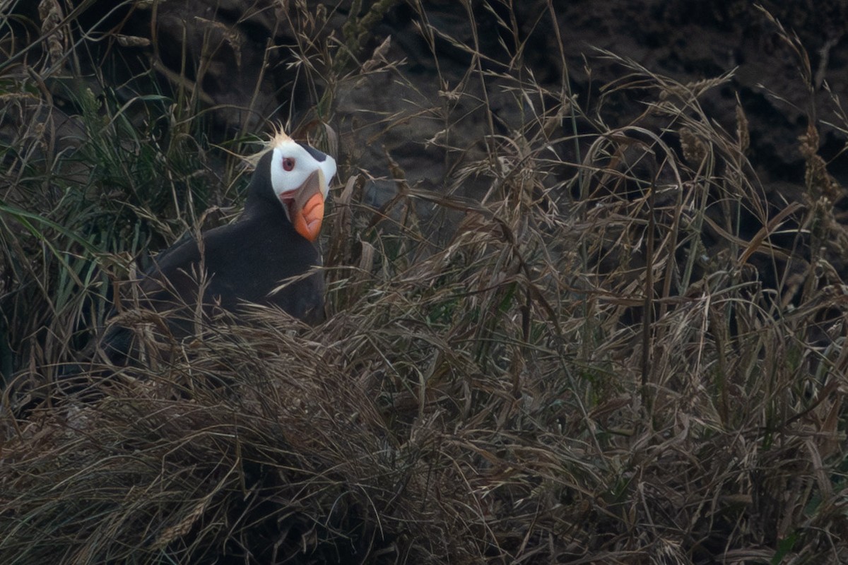 Tufted Puffin - ML597101131
