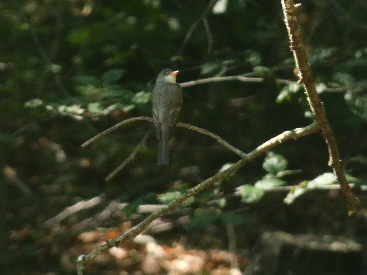 Eastern Wood-Pewee - ML597101211