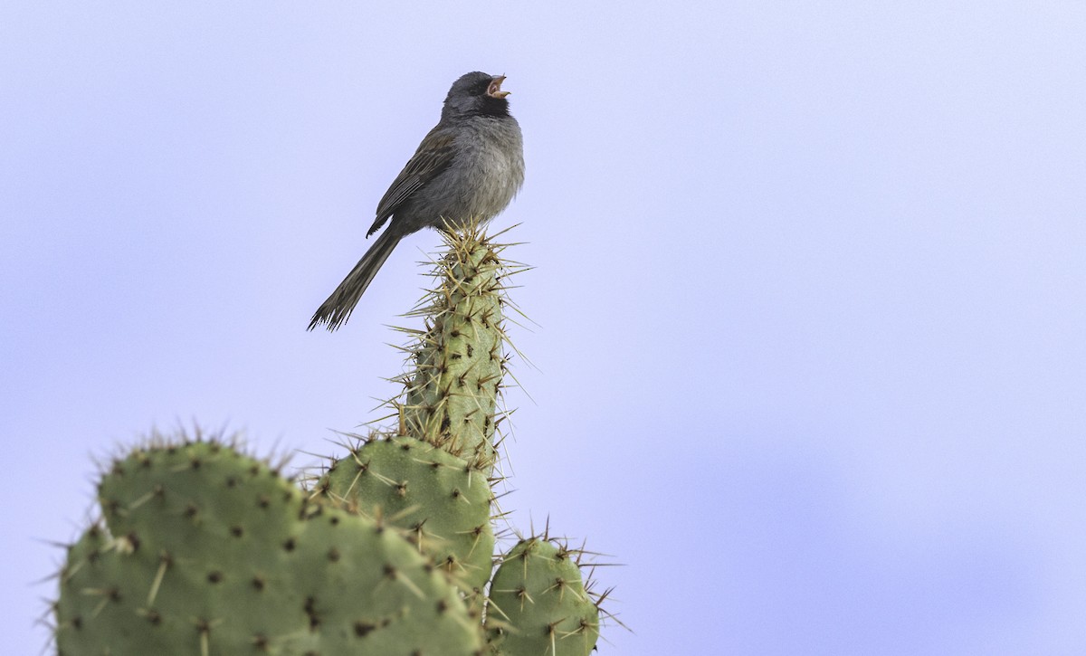 Black-chinned Sparrow - ML597101251