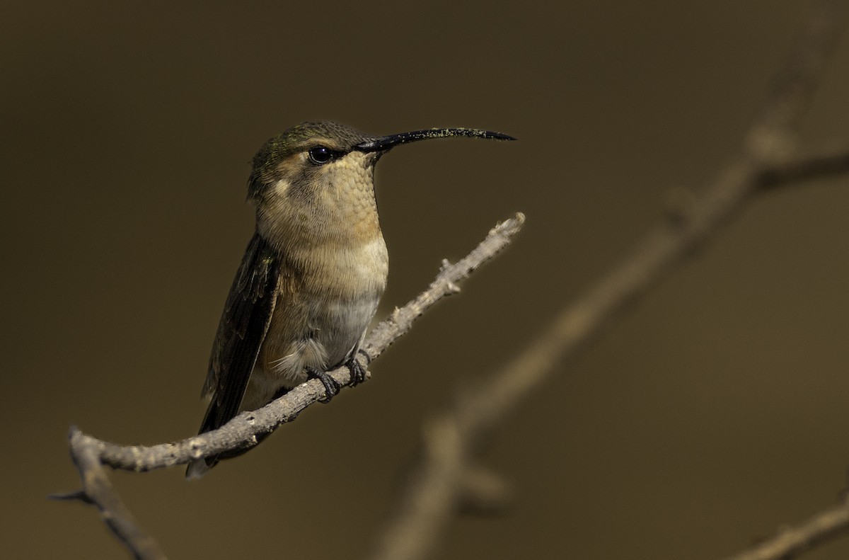 Lucifer Hummingbird - ML597101271