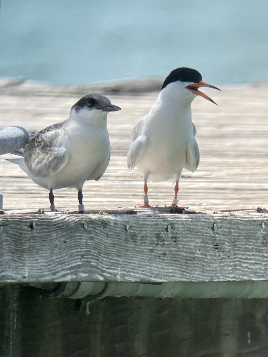 Roseate Tern - Kevin Christman