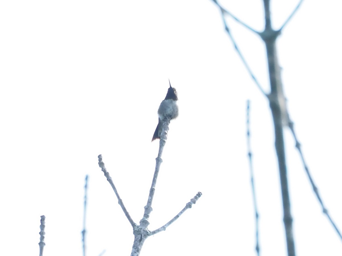Yakut Boğazlı Kolibri - ML597101611