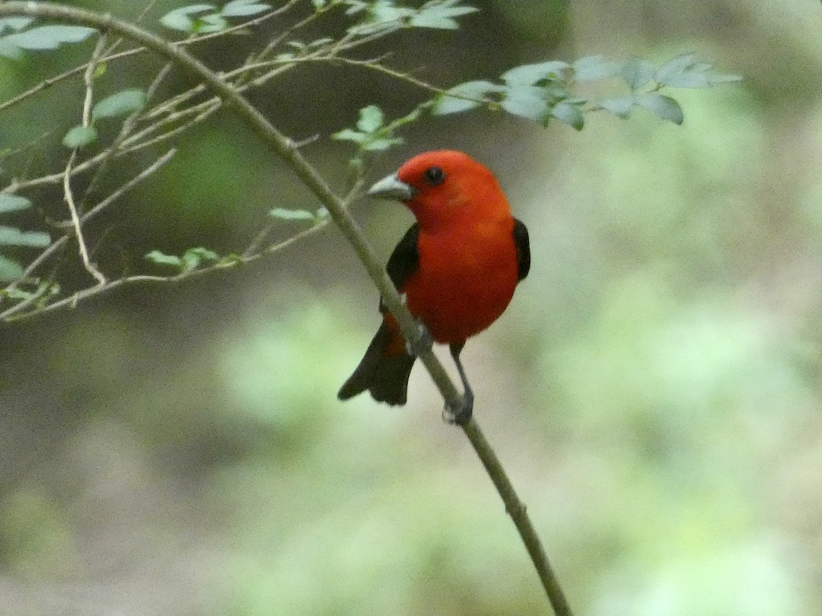 Scarlet Tanager - ML597101751