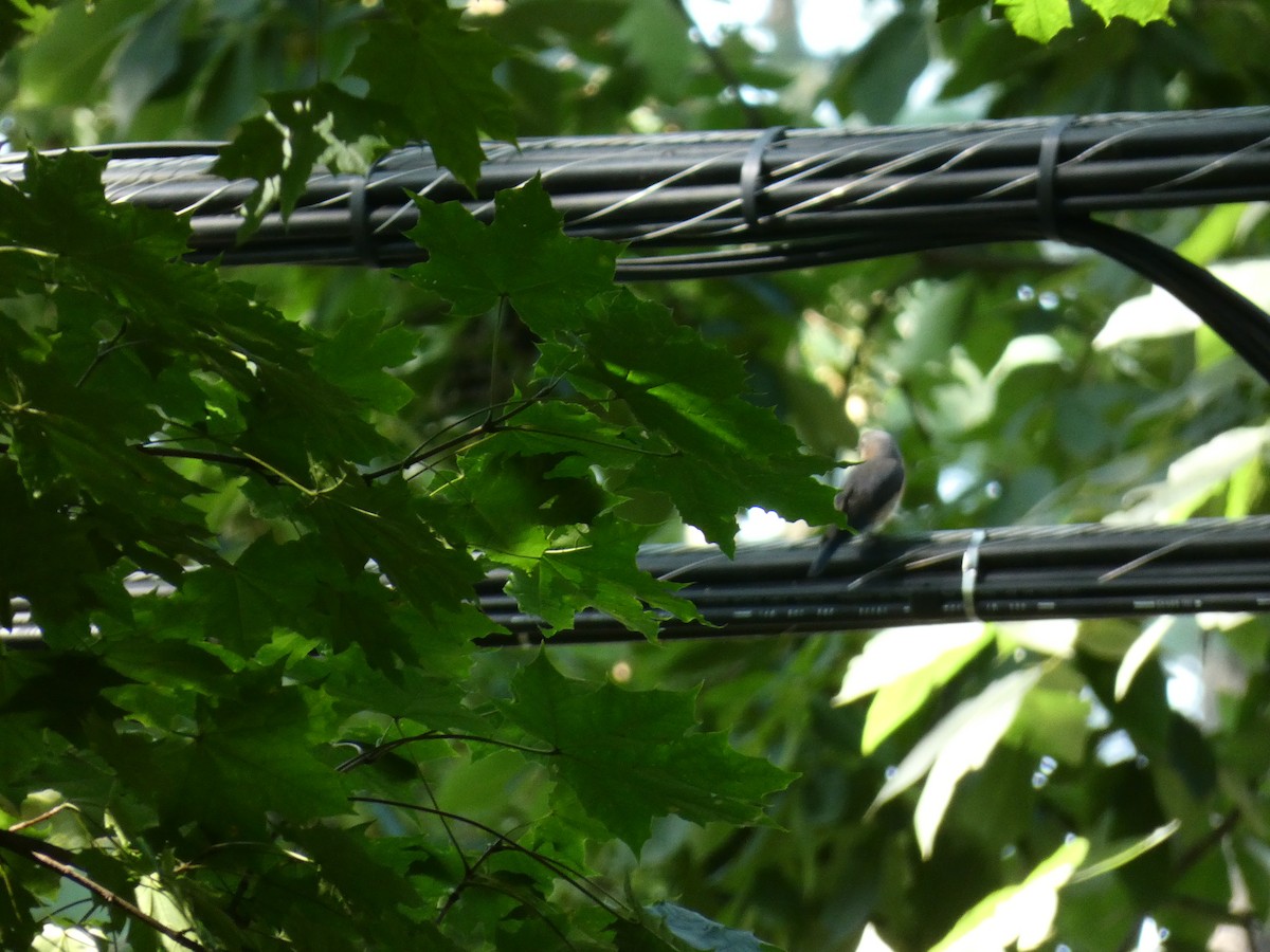 Eastern Bluebird - ML597101861