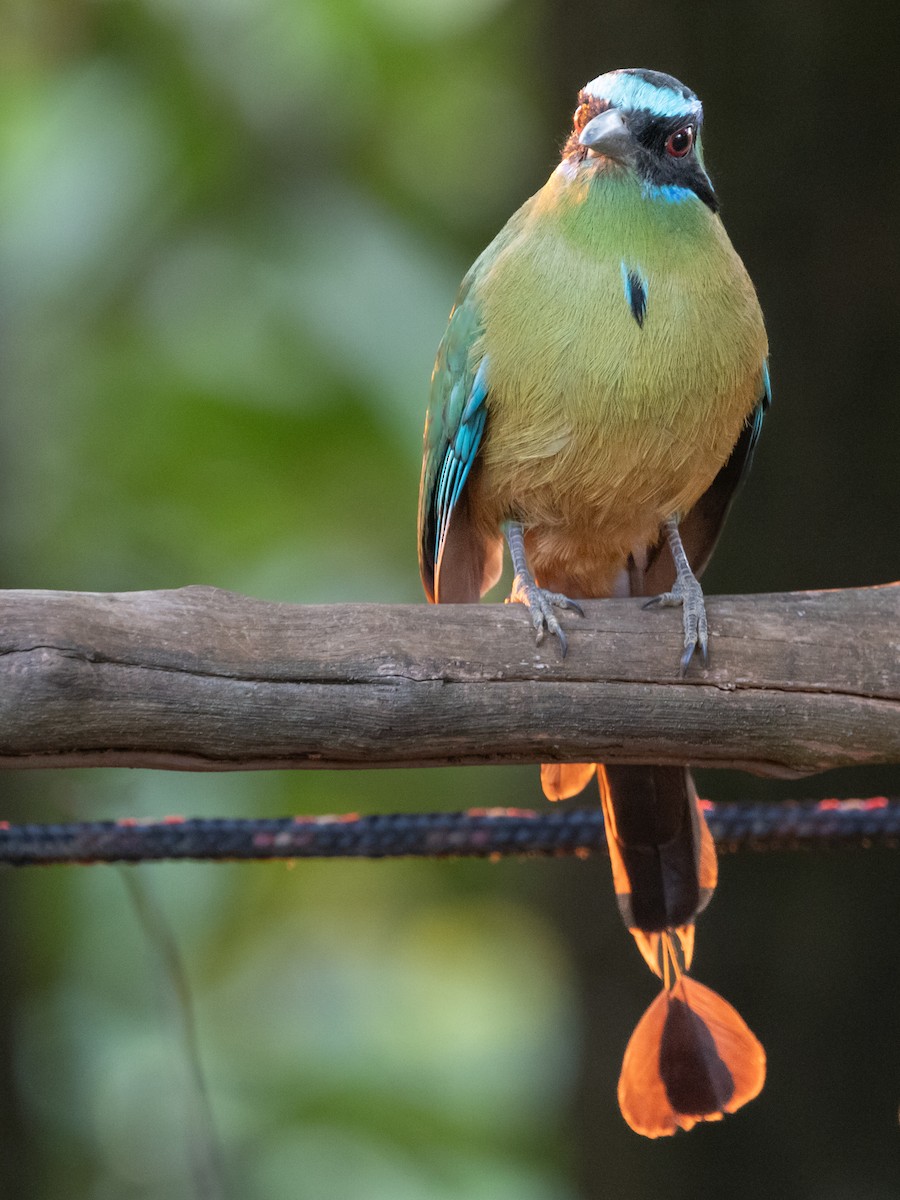 Amazonian Motmot - ML597101881