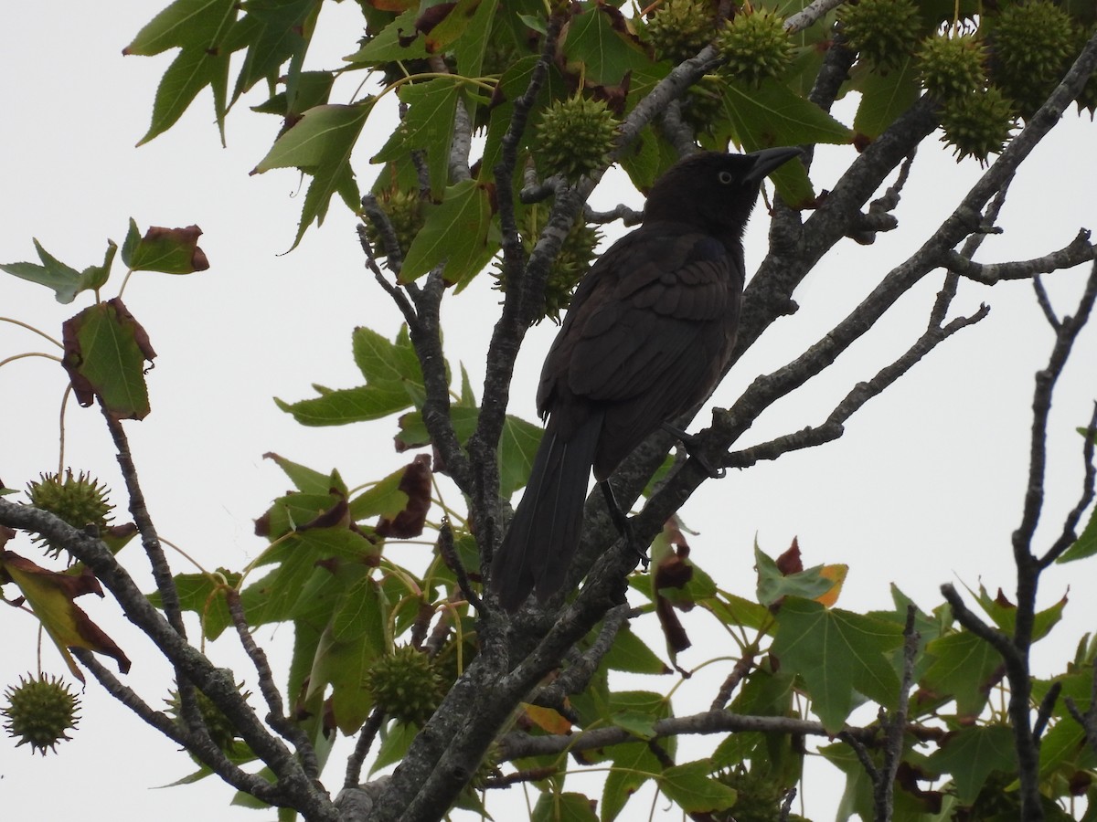 Common Grackle - ML597101951