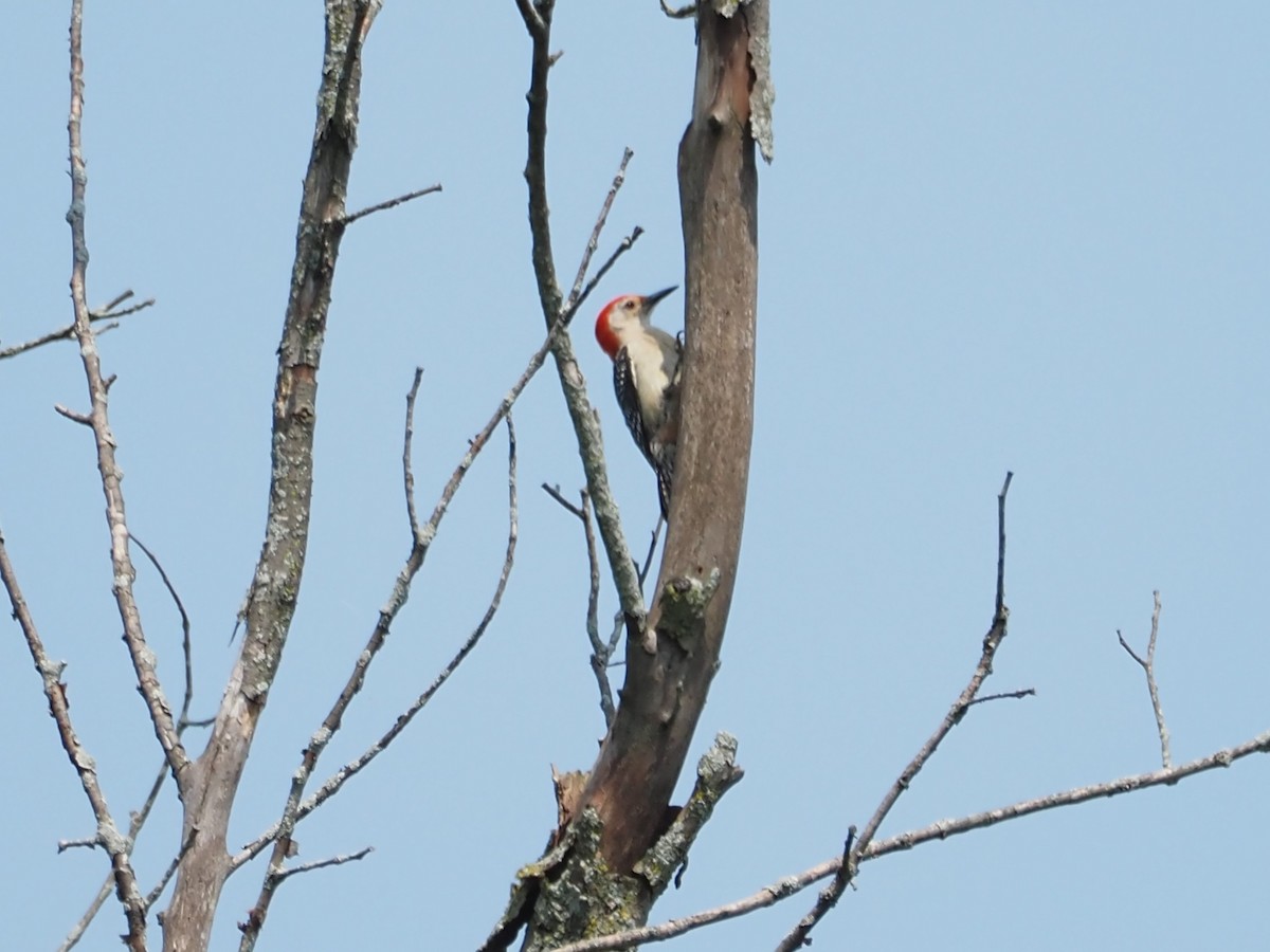 Red-bellied Woodpecker - ML597102051