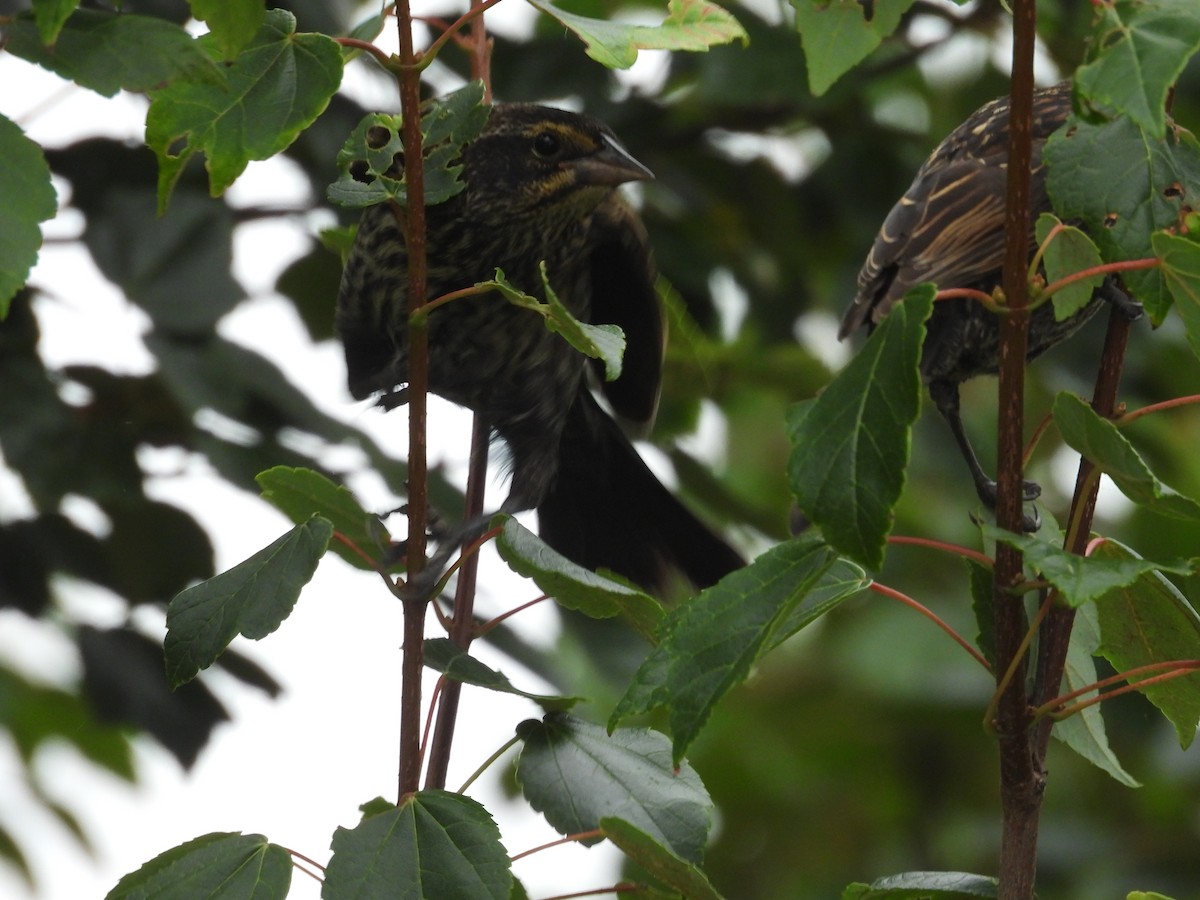 Red-winged Blackbird - ML597102091