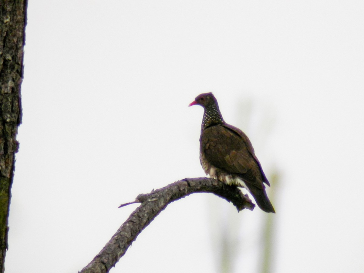 Scaled Pigeon - ML597102201