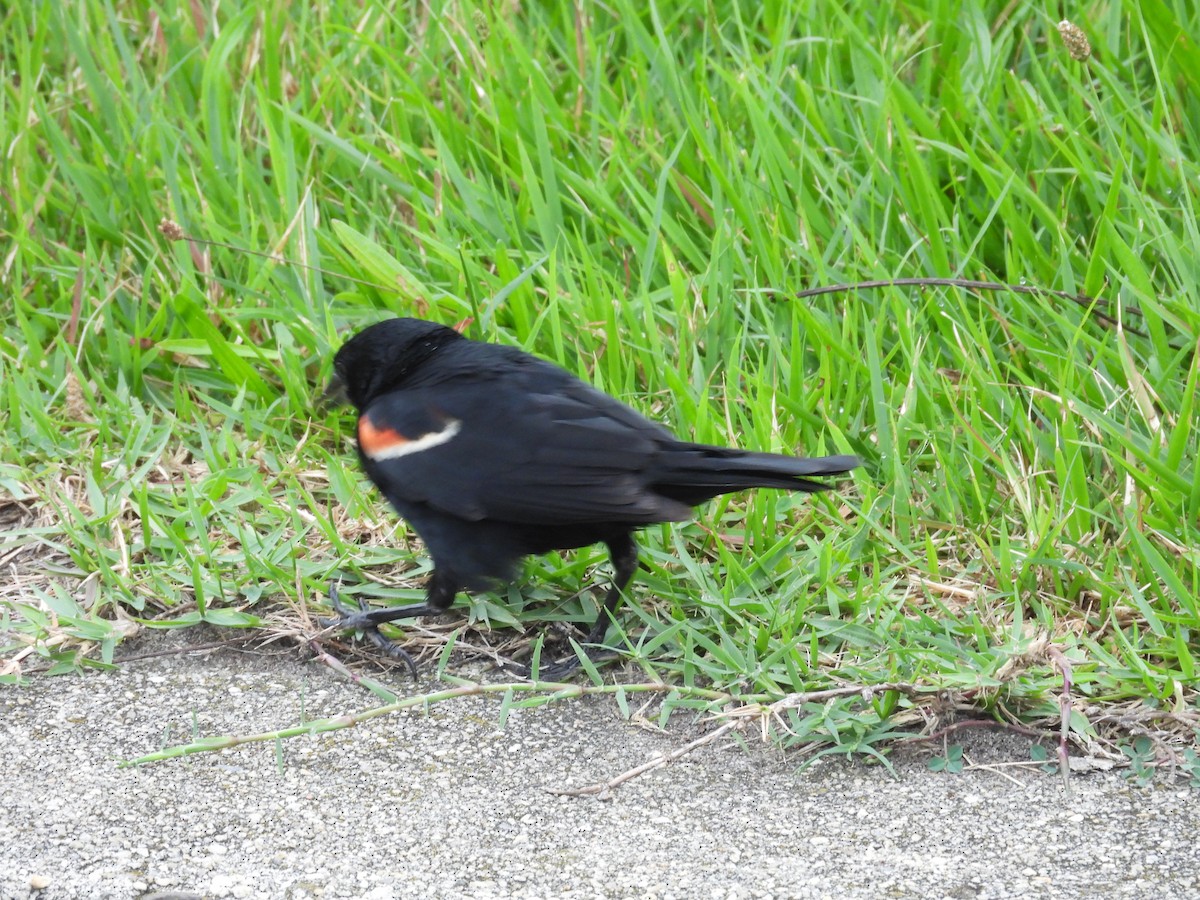 Red-winged Blackbird - ML597102291