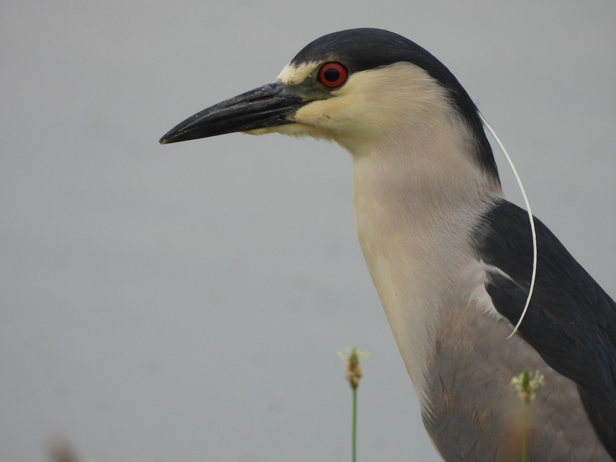 Black-crowned Night Heron - ML597102751