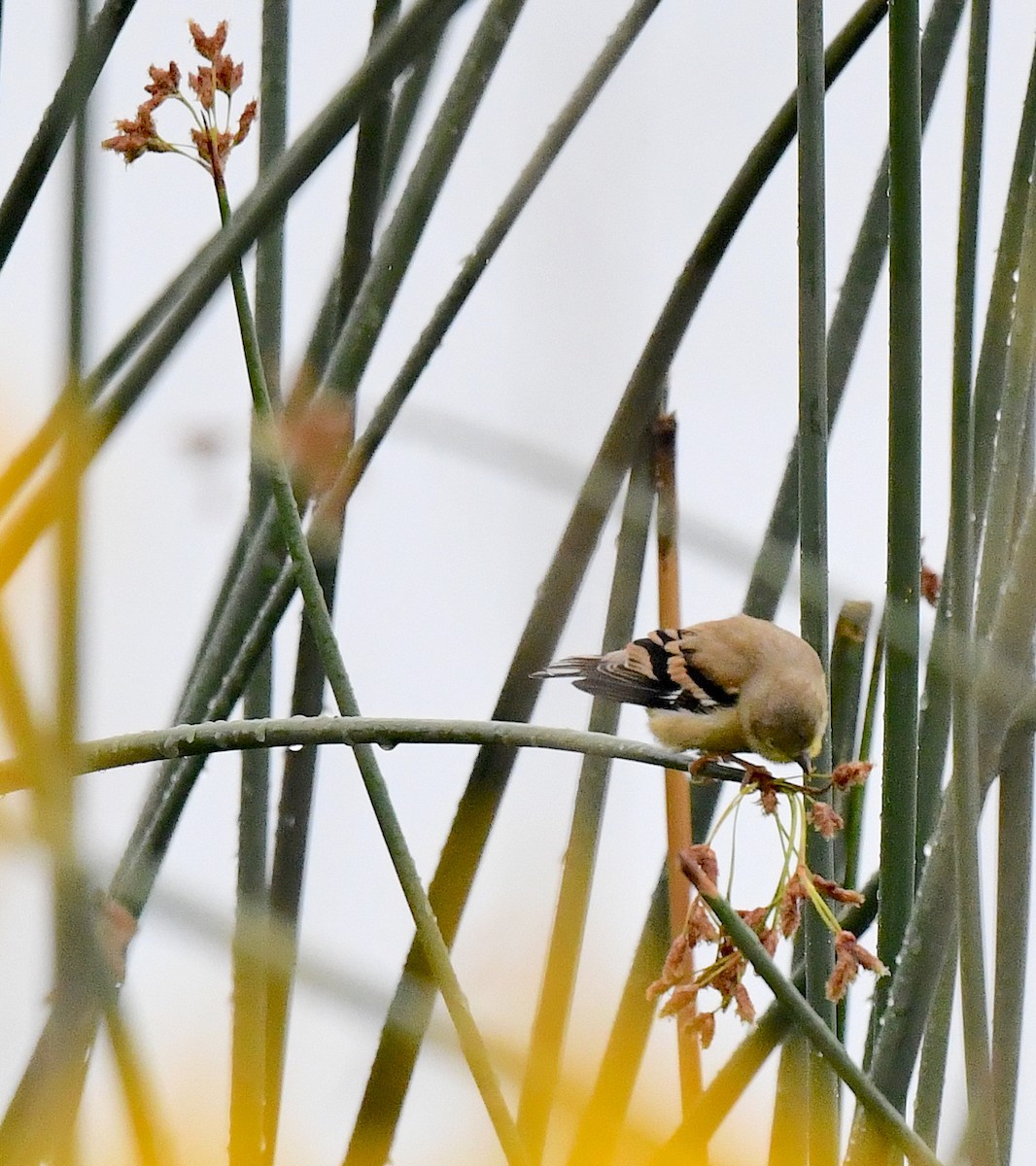 American Goldfinch - Kristen Cart