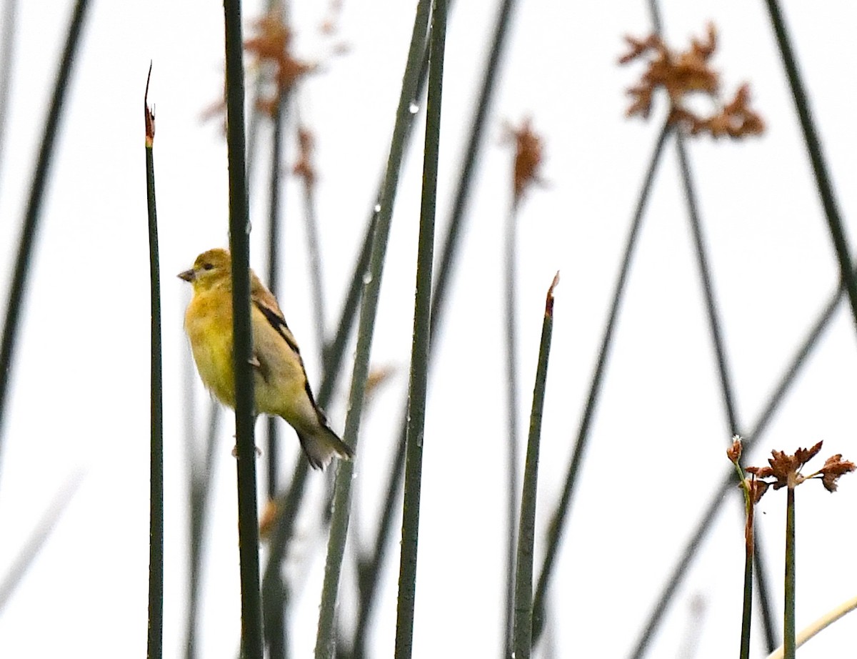 American Goldfinch - ML597103321