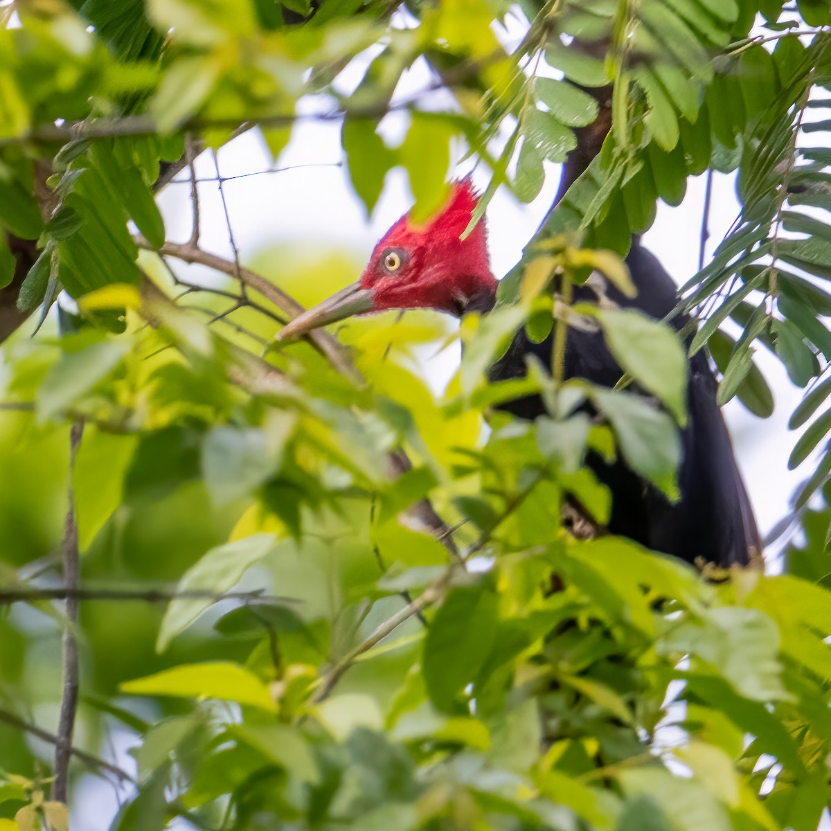 Pale-billed Woodpecker - james poling