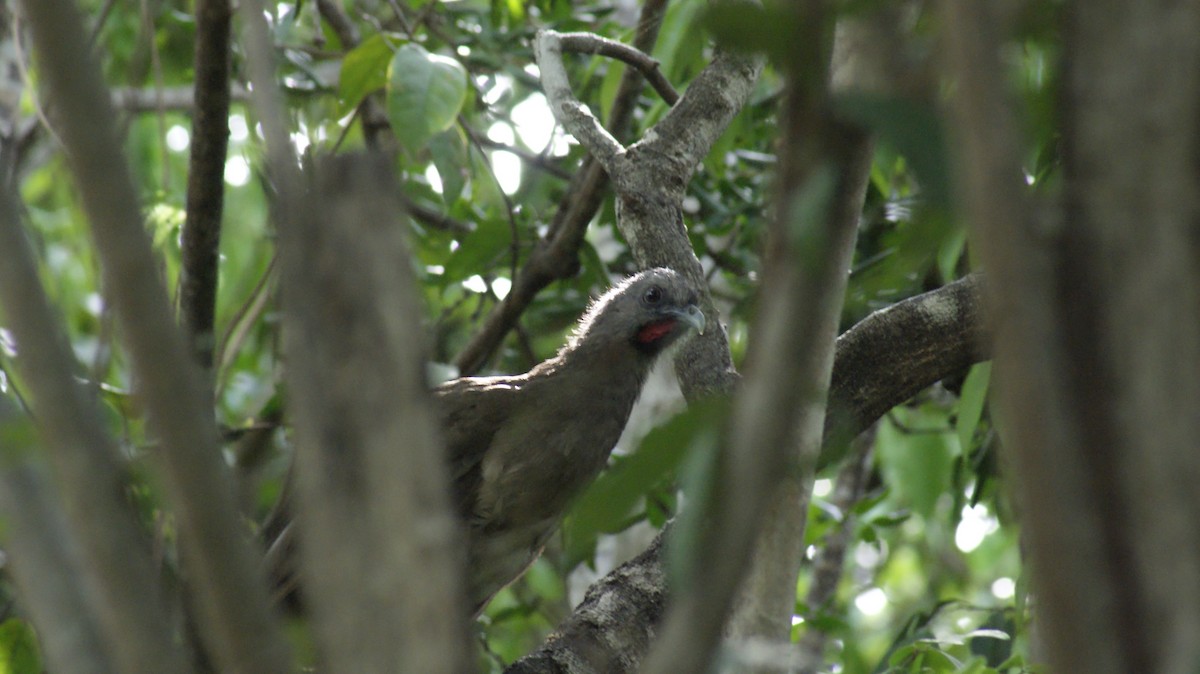 Plain Chachalaca - ML597104131
