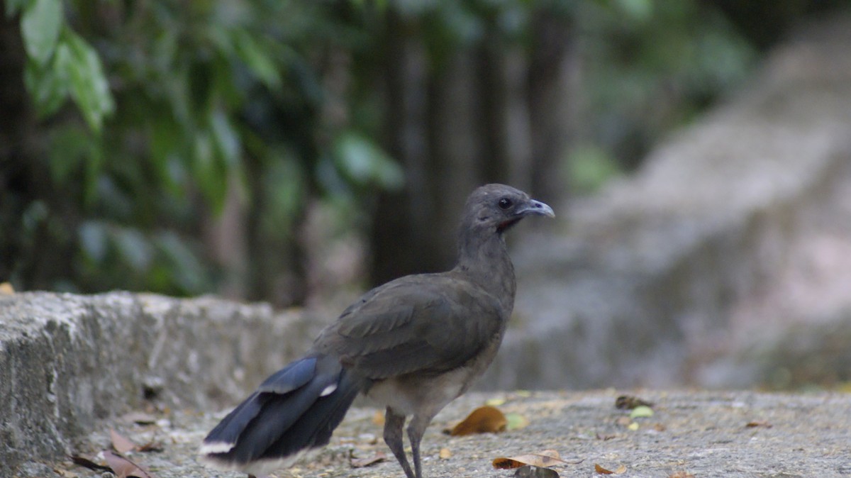 Plain Chachalaca - ML597104141
