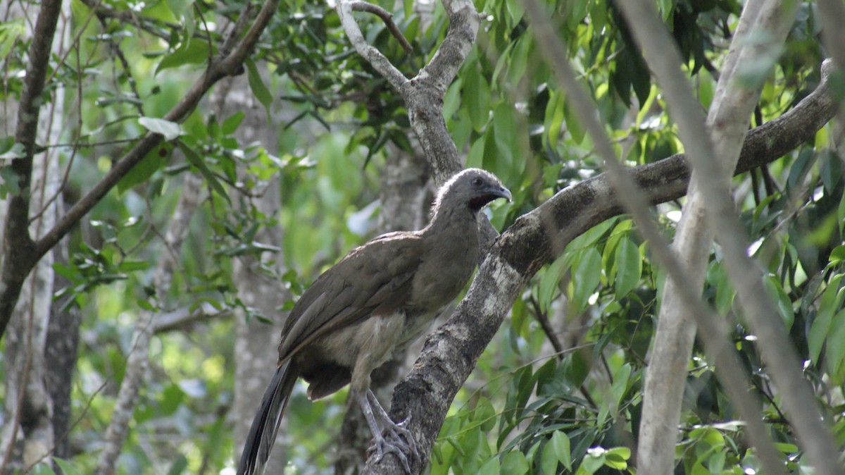 Plain Chachalaca - ML597104151