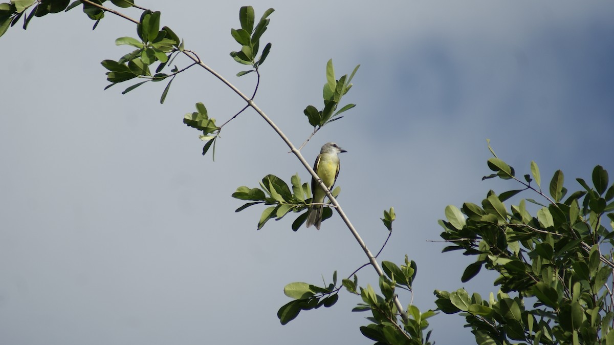 Great Kiskadee - ML597104401