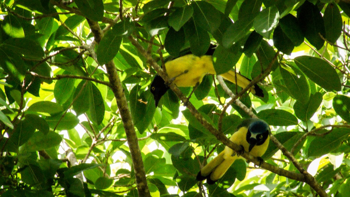 Green Jay - ML597104591