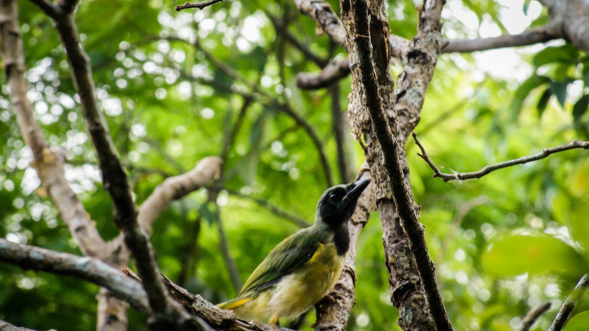 Green Jay - ML597104601