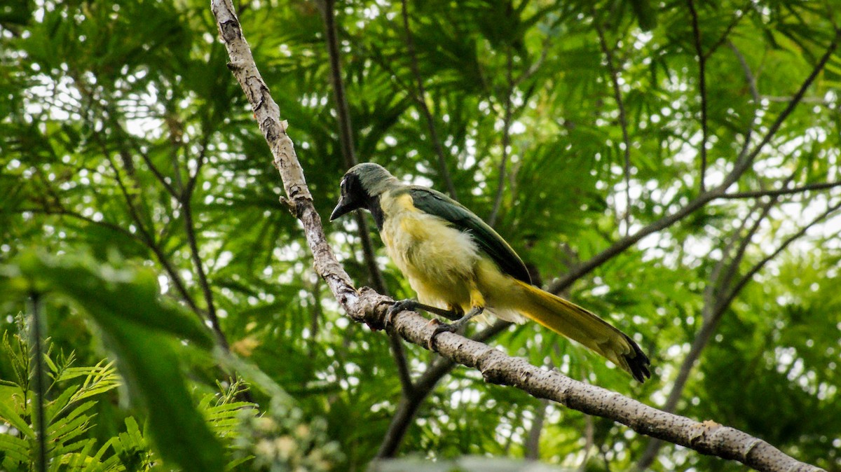 Green Jay - ML597104611